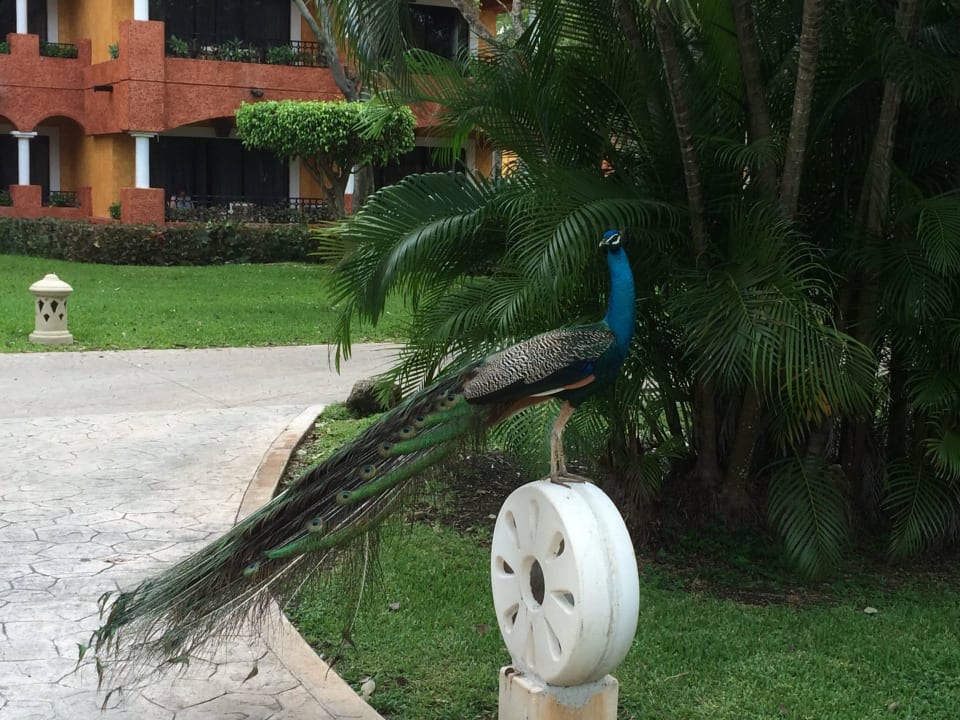Pfau Iberostar Waves Paraiso Beach