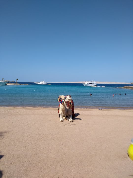 Strand Regina Resort and Aqua Park Hurghada