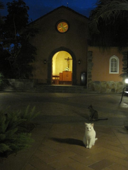 Gepflegte Katzen ohne tränende Augen  Hotel Cordial Mogán Playa