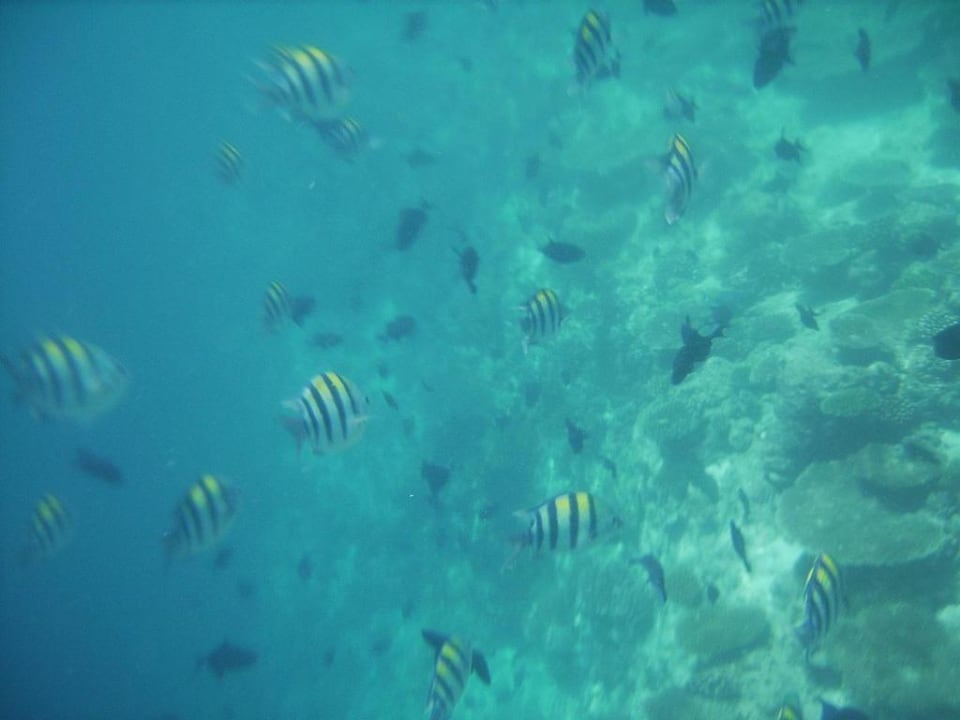 Unterwasser Ellaidhoo Maldives by Cinnamon