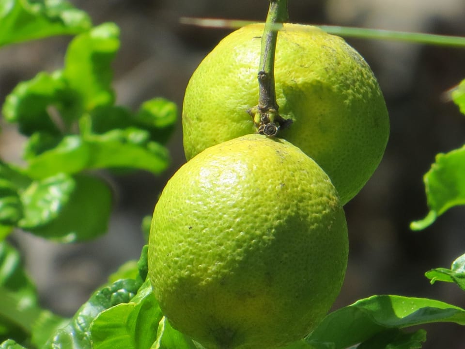 Farbenfroh Finca Primavera