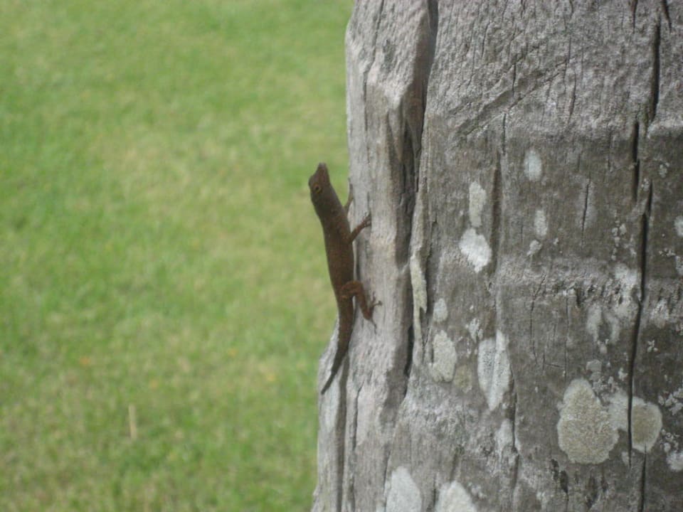 Überall zu finden an den Palmen im Garten Hotel Grand Palladium Palace Resort, Spa & Casino