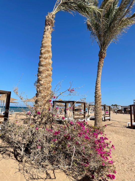 Strand Calimera Blend Paradise