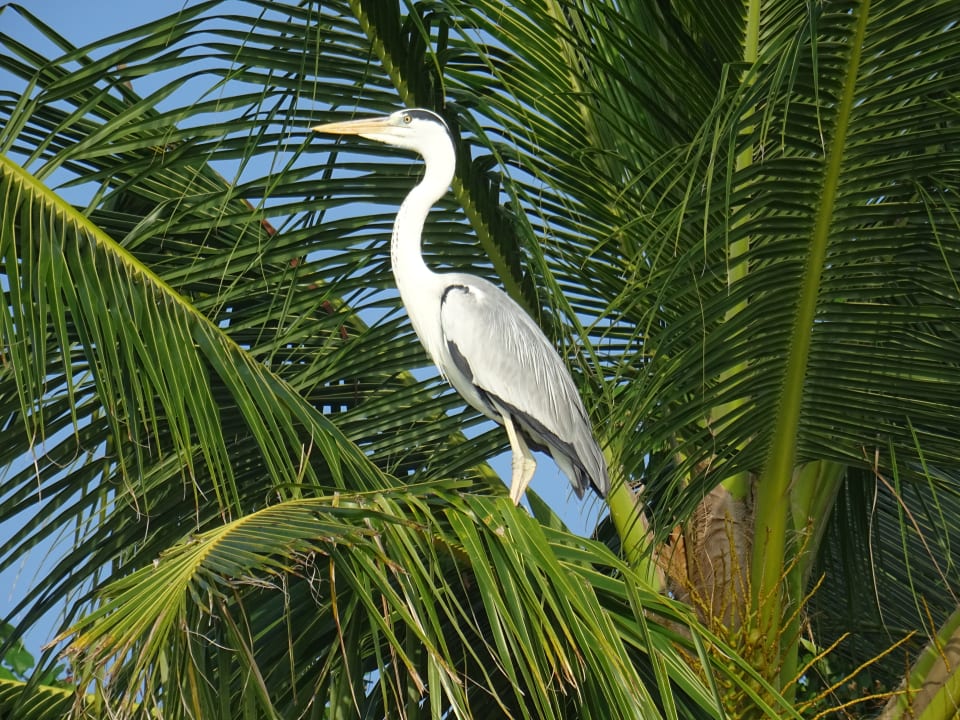 Gartenanlage NH Collection Maldives Reethi Resort