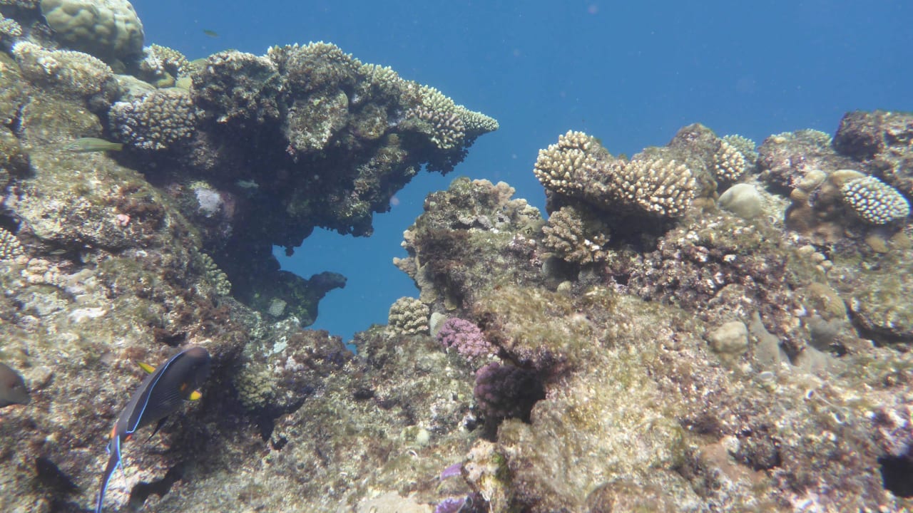 Unterwasserwelt Hotel Gorgonia Beach Resort