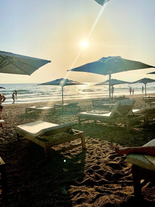 Strand Acanthus Cennet Barut Collection