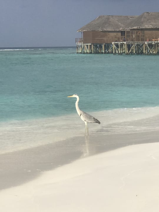 Sonstiges Meeru Maldives Resort Island