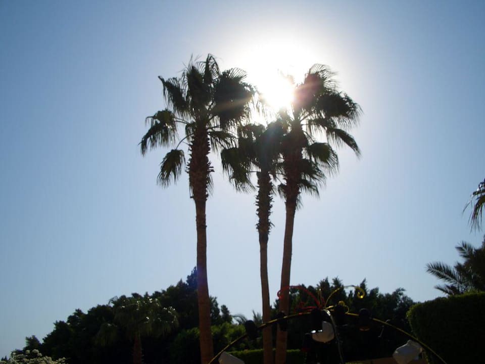 Palmen Giftun Azur Resort