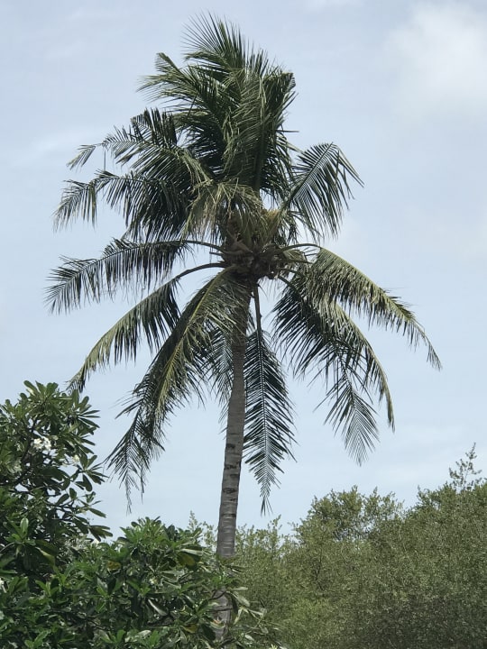 Ausblick Cinnamon Dhonveli Maldives