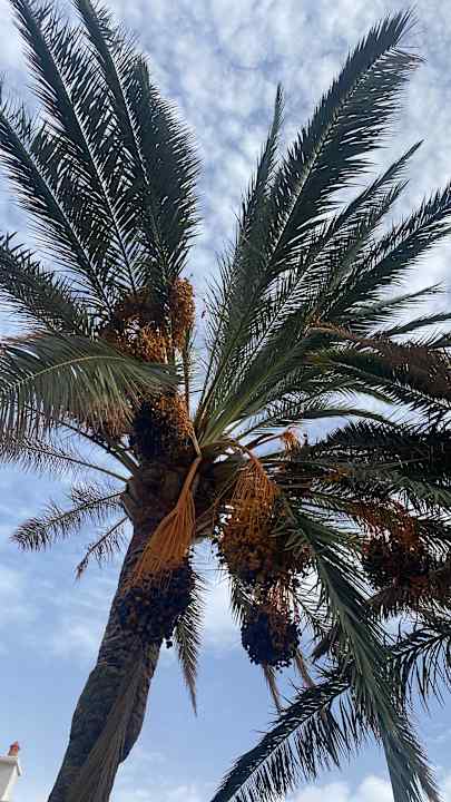 Gartenanlage TUI MAGIC LIFE Fuerteventura