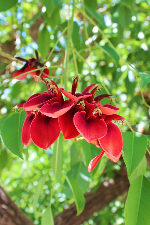 Gartenanlage Paloma Oceana