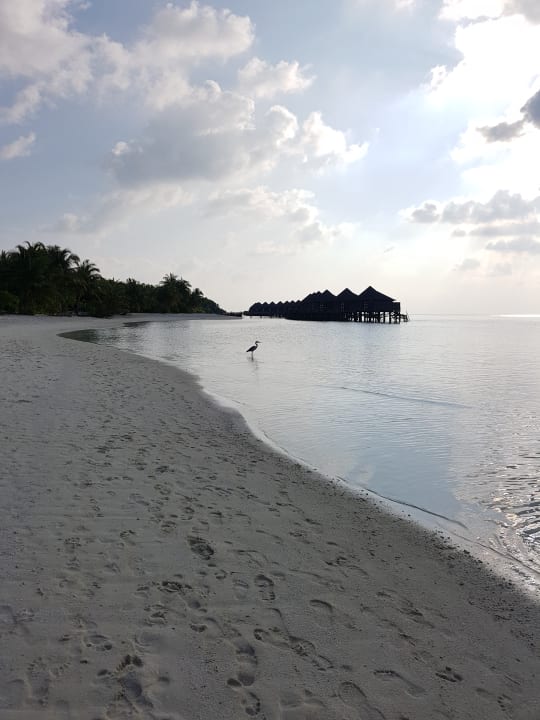 Strand Kuredu Island Resort & Spa