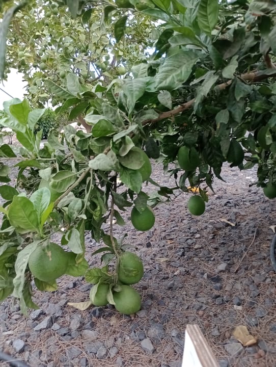 Gartenanlage R2 Romantic Fantasia Suites - Adults only