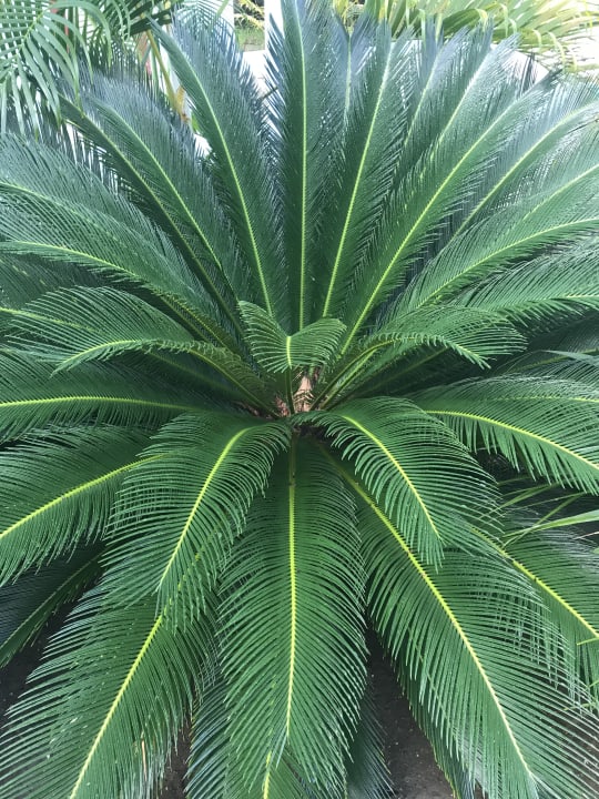 Gartenanlage Grand Paradise Playa Dorada