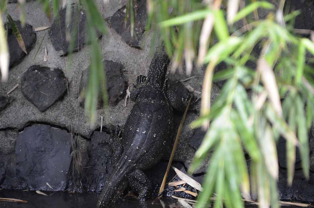 Waran Saraswati Holiday House