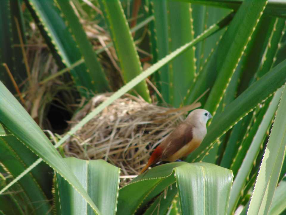 Gartenanlage Amber Lombok Beach Resort