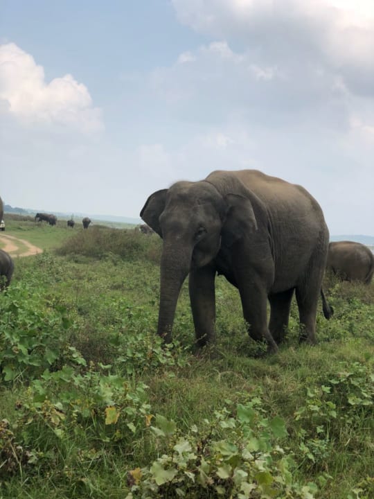 Ausflug, vom Hotel organisiert.  Anantaya Resort & Spa Passikudah