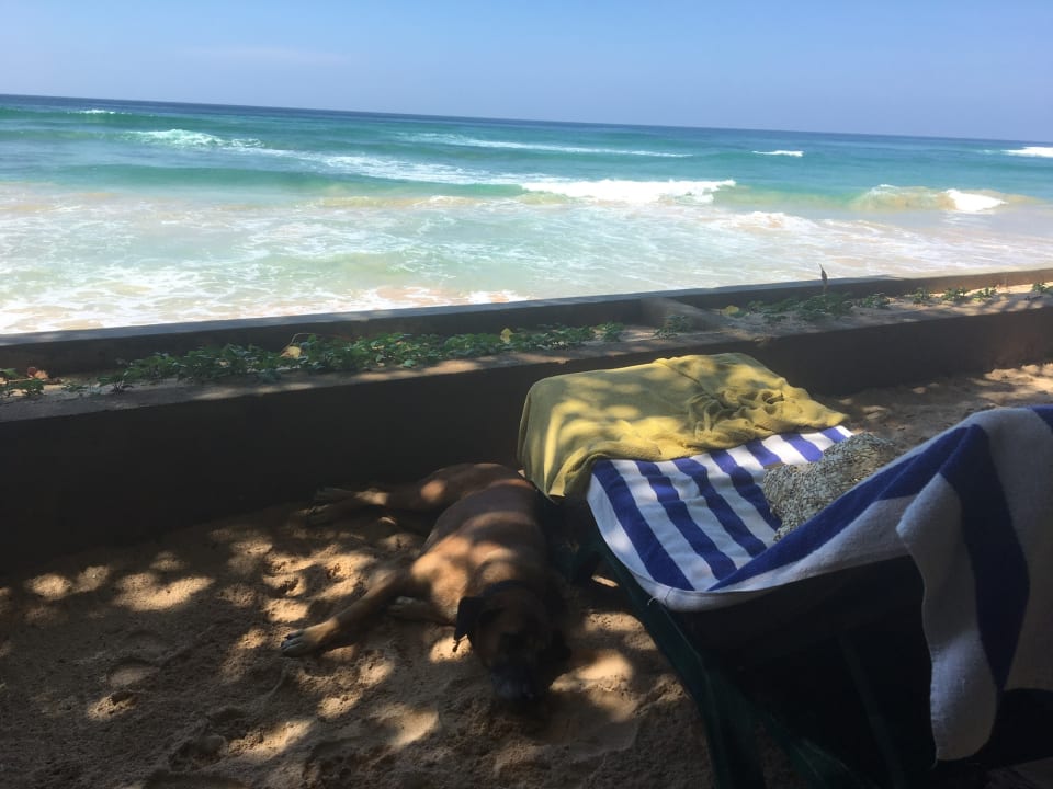 Strand Hotel Haus am Meer Wilde Ananas