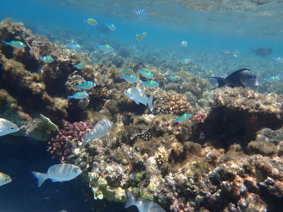 Sport & Freizeit Shams Alam Beach Resort