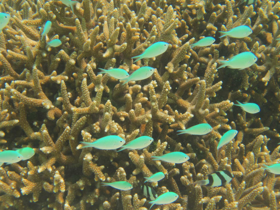 Kleiner Fischschwarm Adaaran Select Hudhuran Fushi - Premium All Inclusive