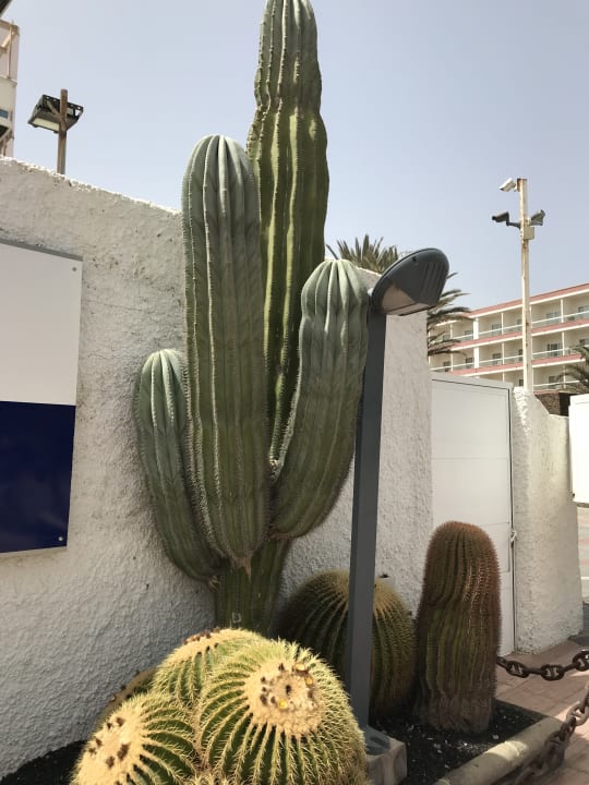 Gartenanlage LABRANDA Marieta - Adults only