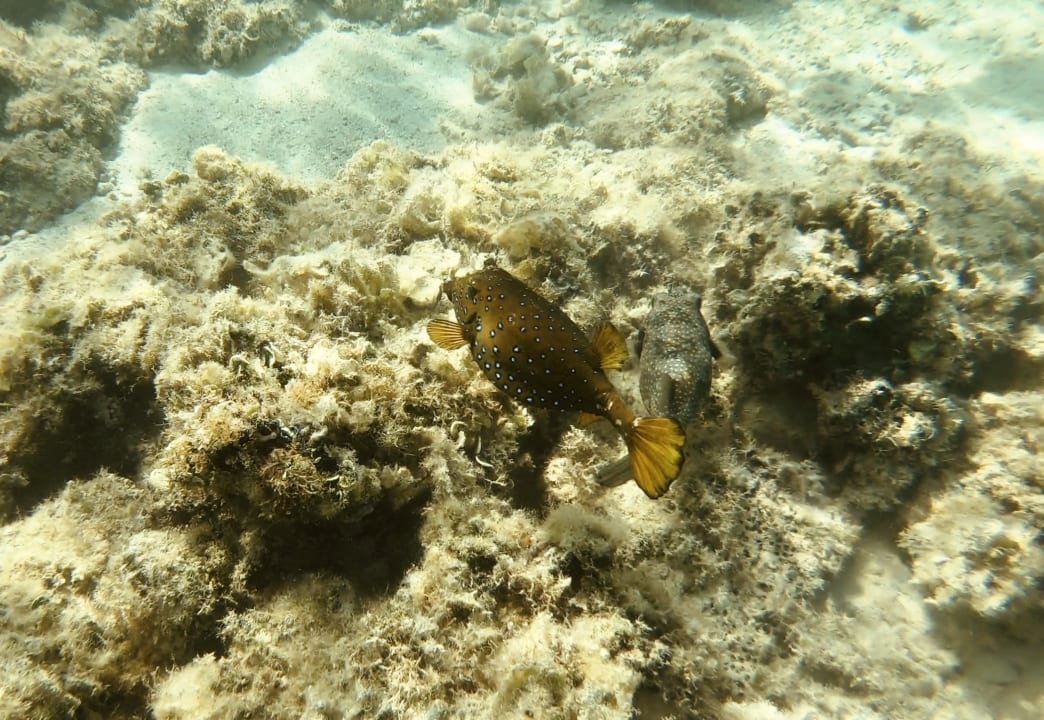 Strand Steigenberger Aqua Magic