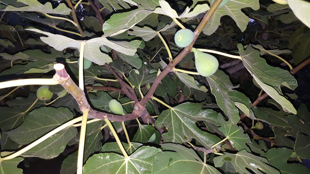 Hauseigene Feigen Hotel Geranion Village