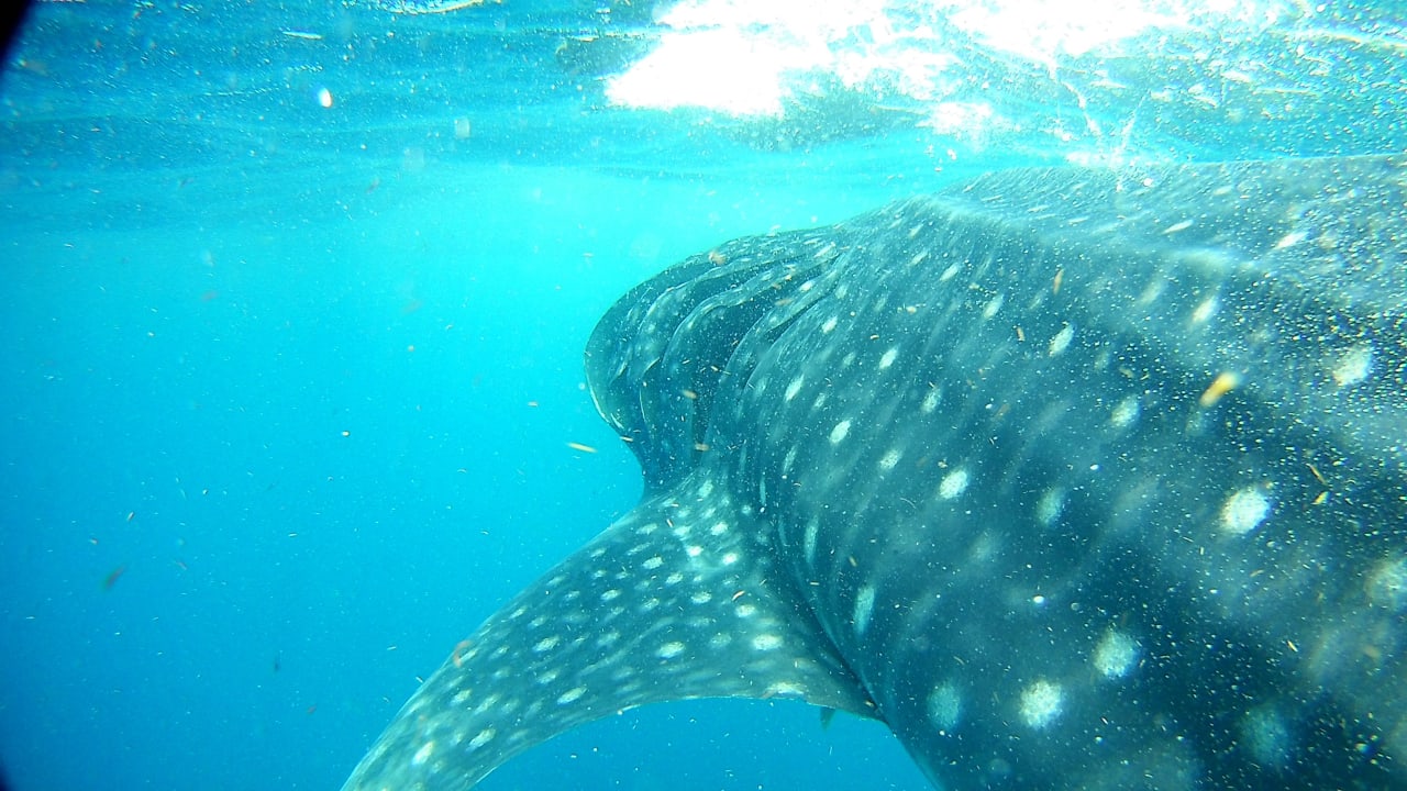 Sport & Freizeit Grand Riviera Princess All Suites & Spa Resort