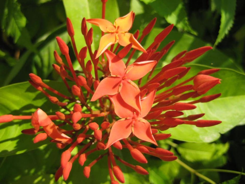 Blume Hotel Al Nahda Resort & Spa