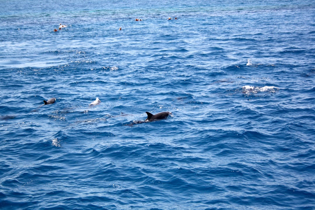 Schnorchelausflug "Dolphin-House" Kaisol Romance Resort