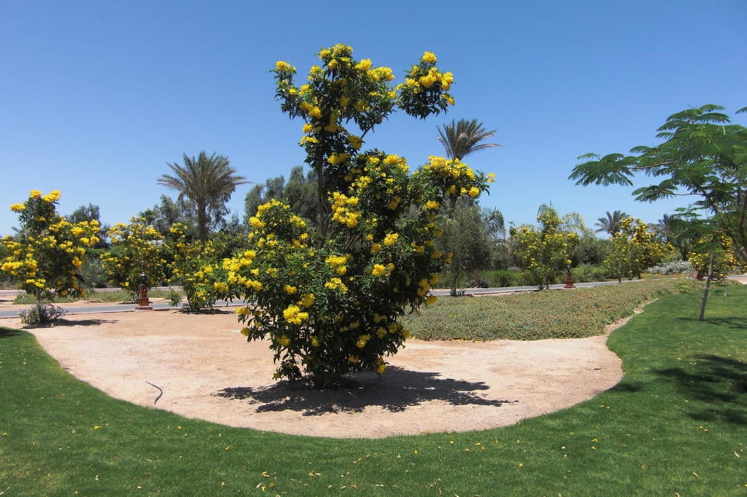 Schöne Anlage zum Spazierengehen Steigenberger ALDAU Beach Hotel