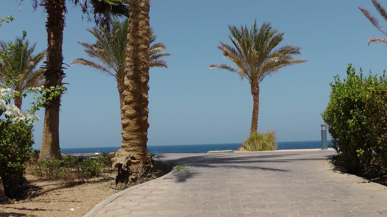 Bild Steigenberger Coraya Beach - Adults only