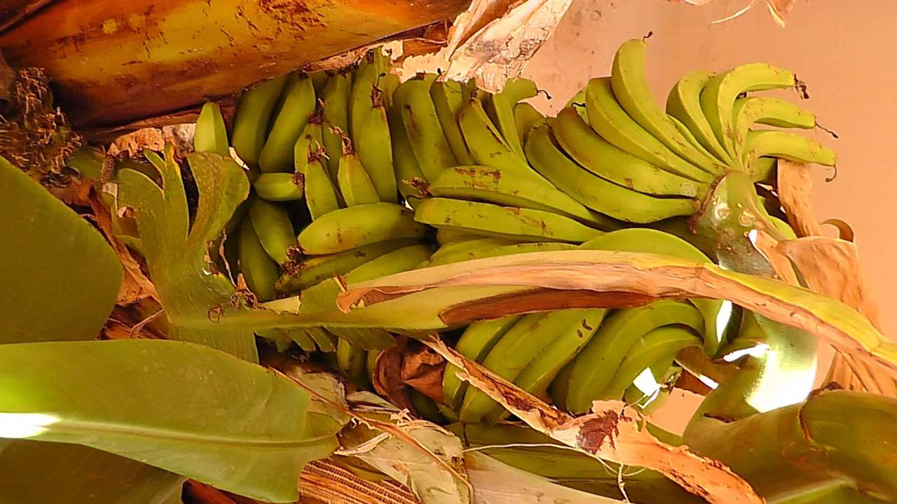 Bananen, sind aber noch nicht richtig reif Hotel Riu Touareg