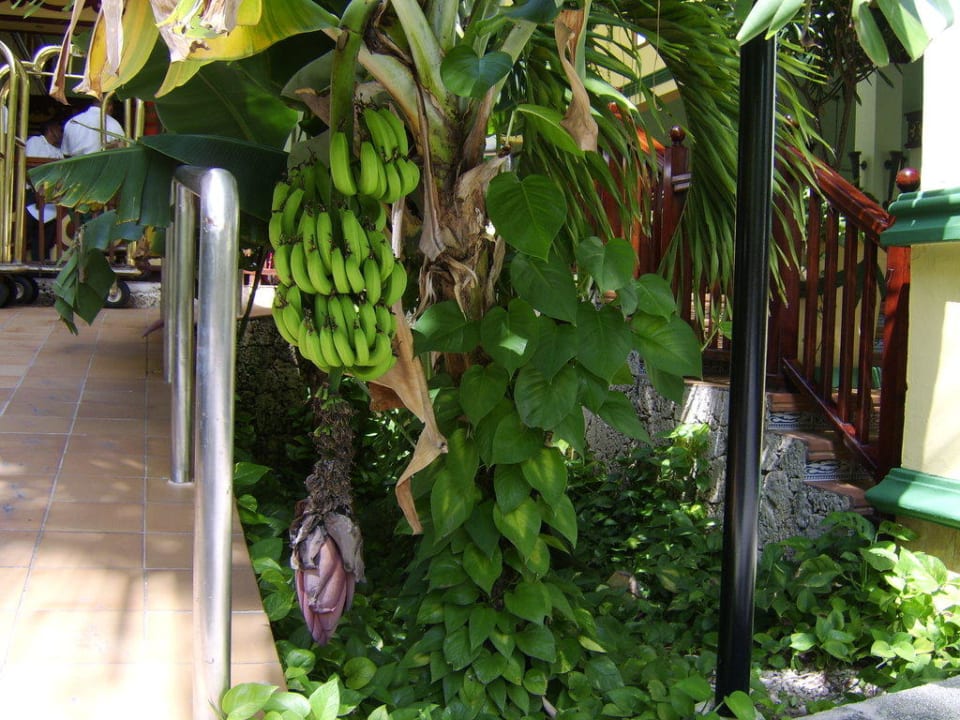 Eingangsbereich Hotel Riu Bambu