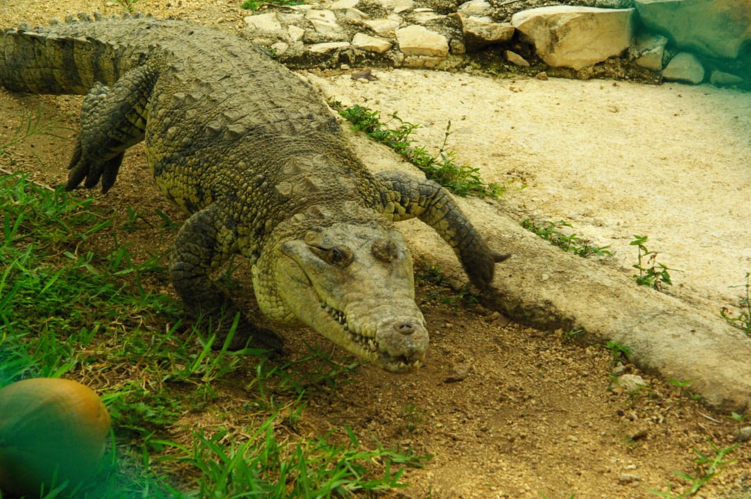 Doch etwas größer Grand Palladium Kantenah Resort & Spa