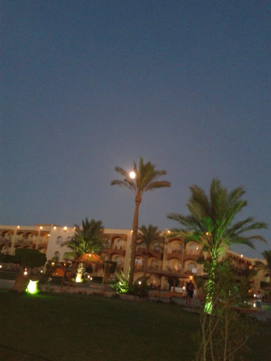 Вечером Desert Rose