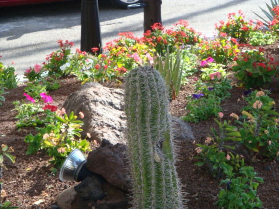 Gartenanlage Corona Roja
