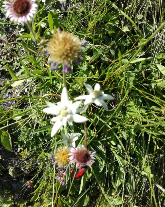 Gartenanlage Apartments - Santnerhof