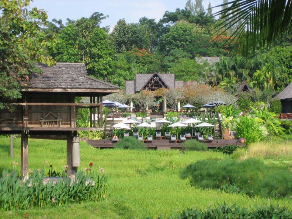 Reisfeld und Im Hintergrund der Pool Four Seasons Resort Chiang Mai
