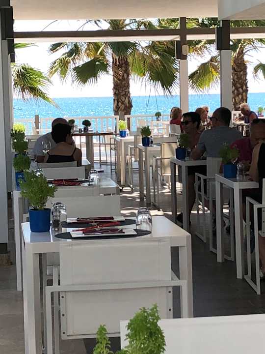 Gastro Acanthus Cennet Barut Collection