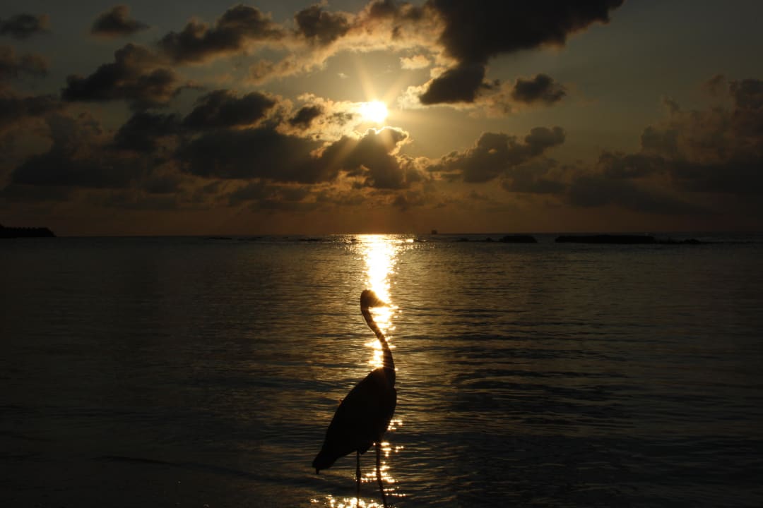 Sunset Kuredu Island Resort & Spa