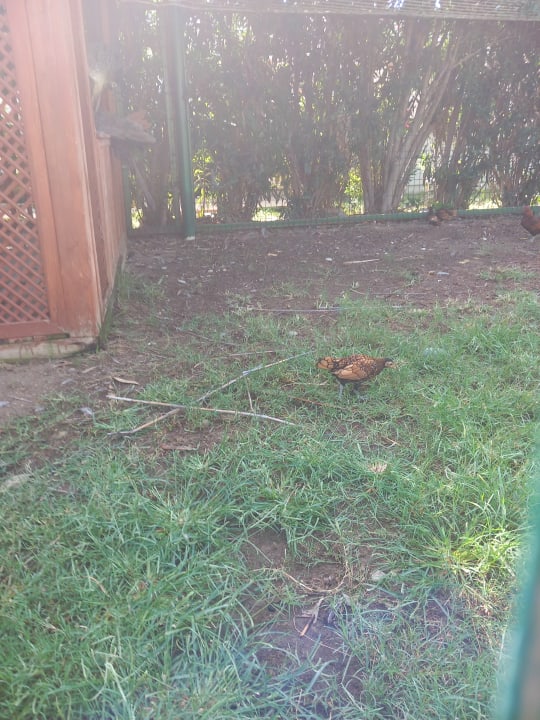 Gartenanlage Justiniano Deluxe Resort