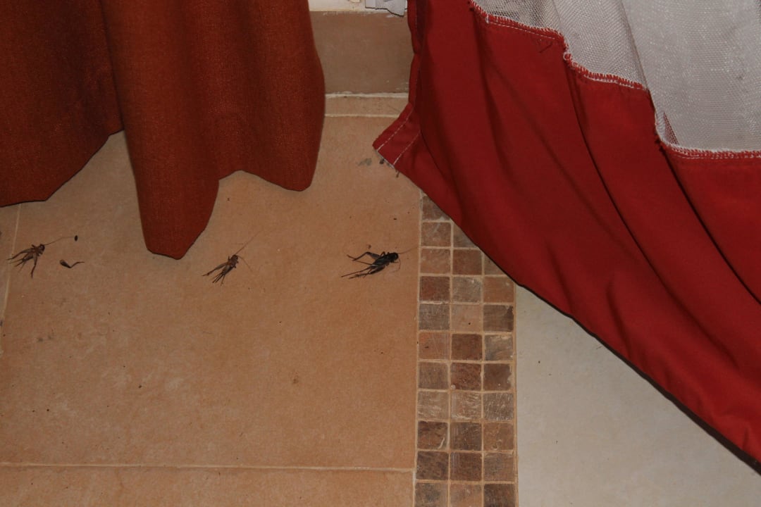 Weitere tote Heuschrecken Ol Tukai Lodge