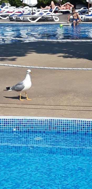 Sonstiges DAS Club Hotel Sunny Beach