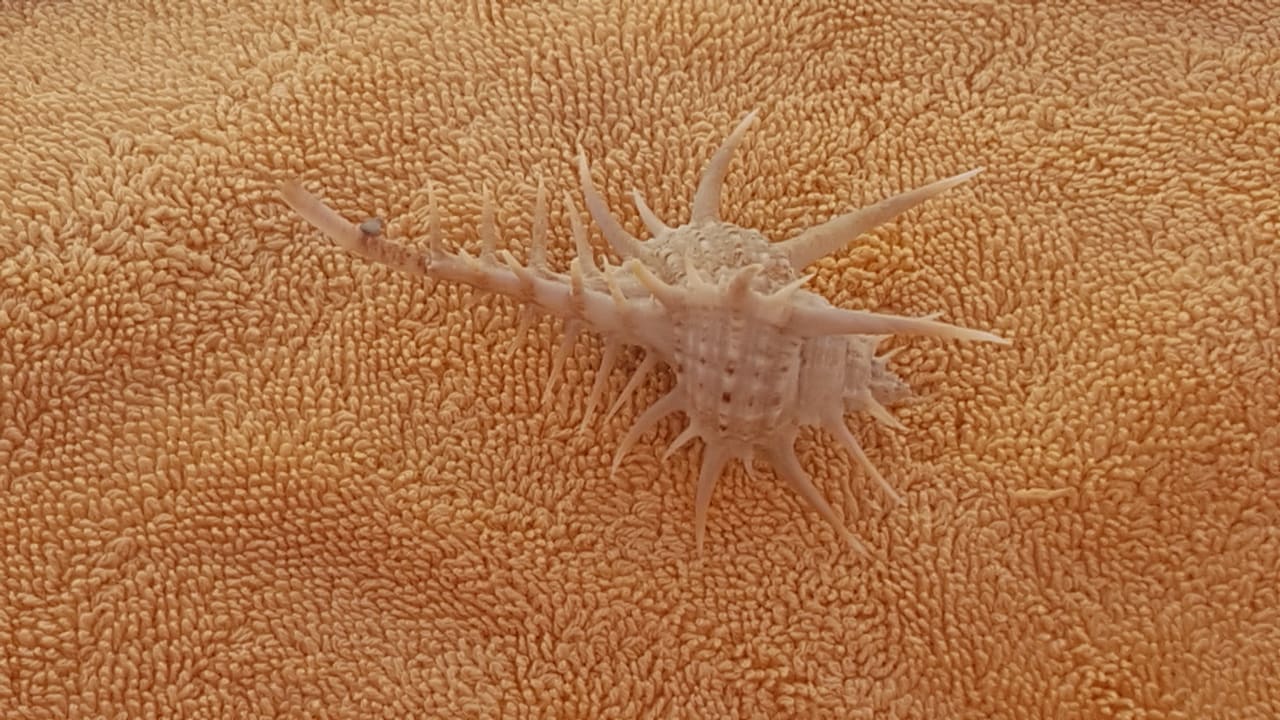 Strand Steigenberger ALDAU Beach Hotel