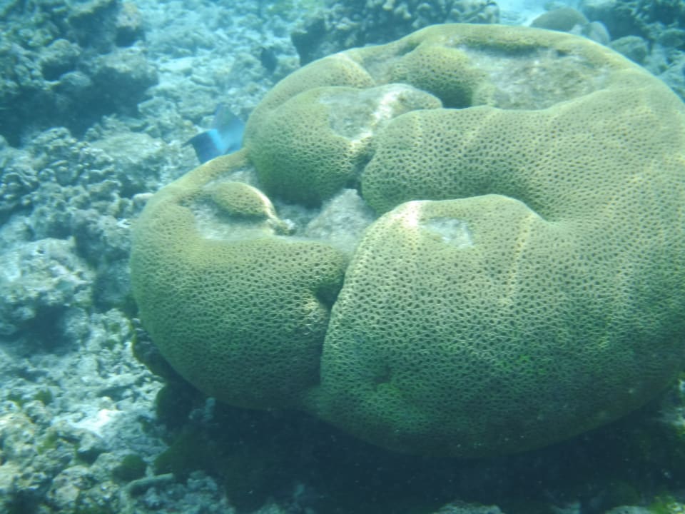 Riffe Summer Island Maldives