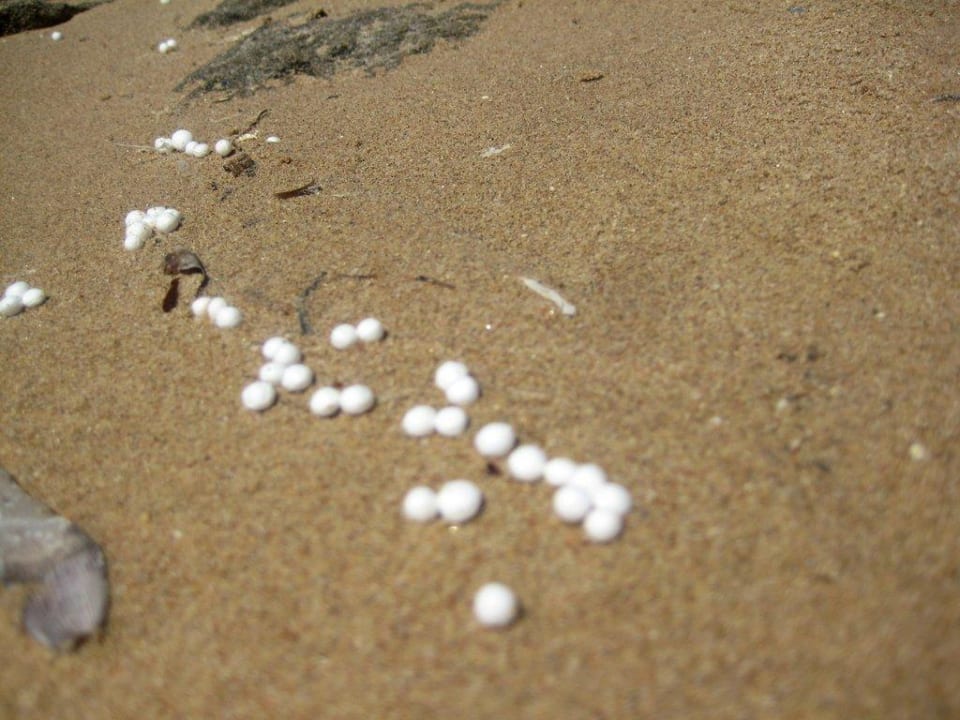 Krabbeneier am Strand Shams Prestige Abu Soma-Adults Only