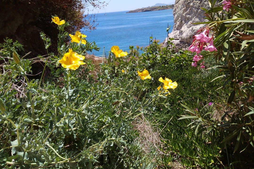 Ausblick Hotel Kalithea Horizon Royal