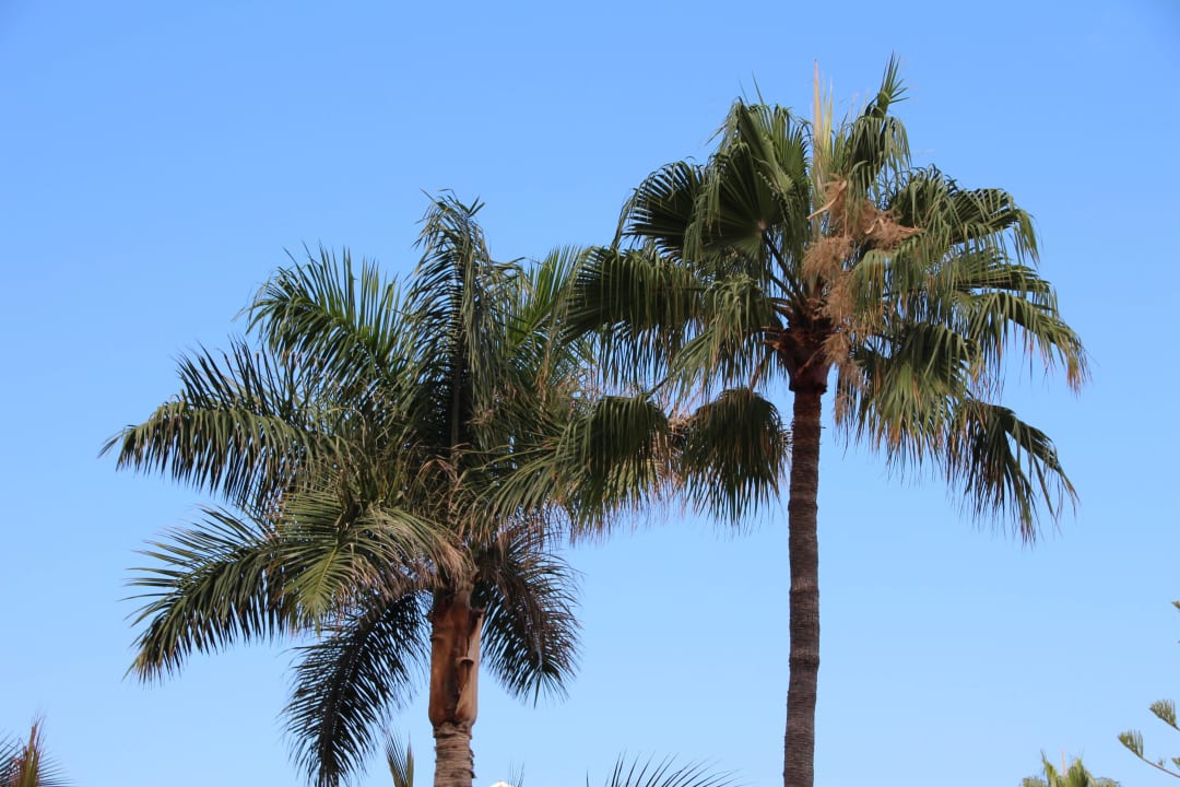 Hôtel H10 Las Palmeras - La Piscine H10 Las Palmeras