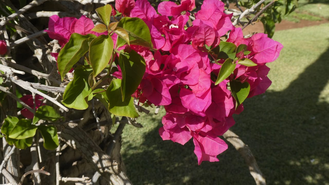 Gartenanlage Iberostar Waves Founty Beach